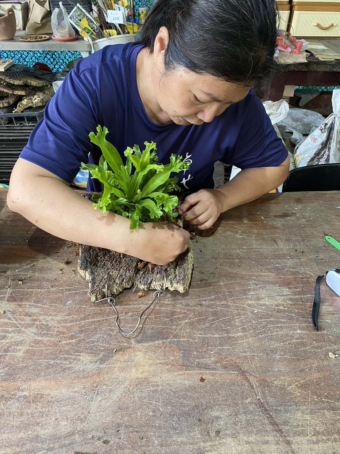 鹿角蕨上板課程開始囉~