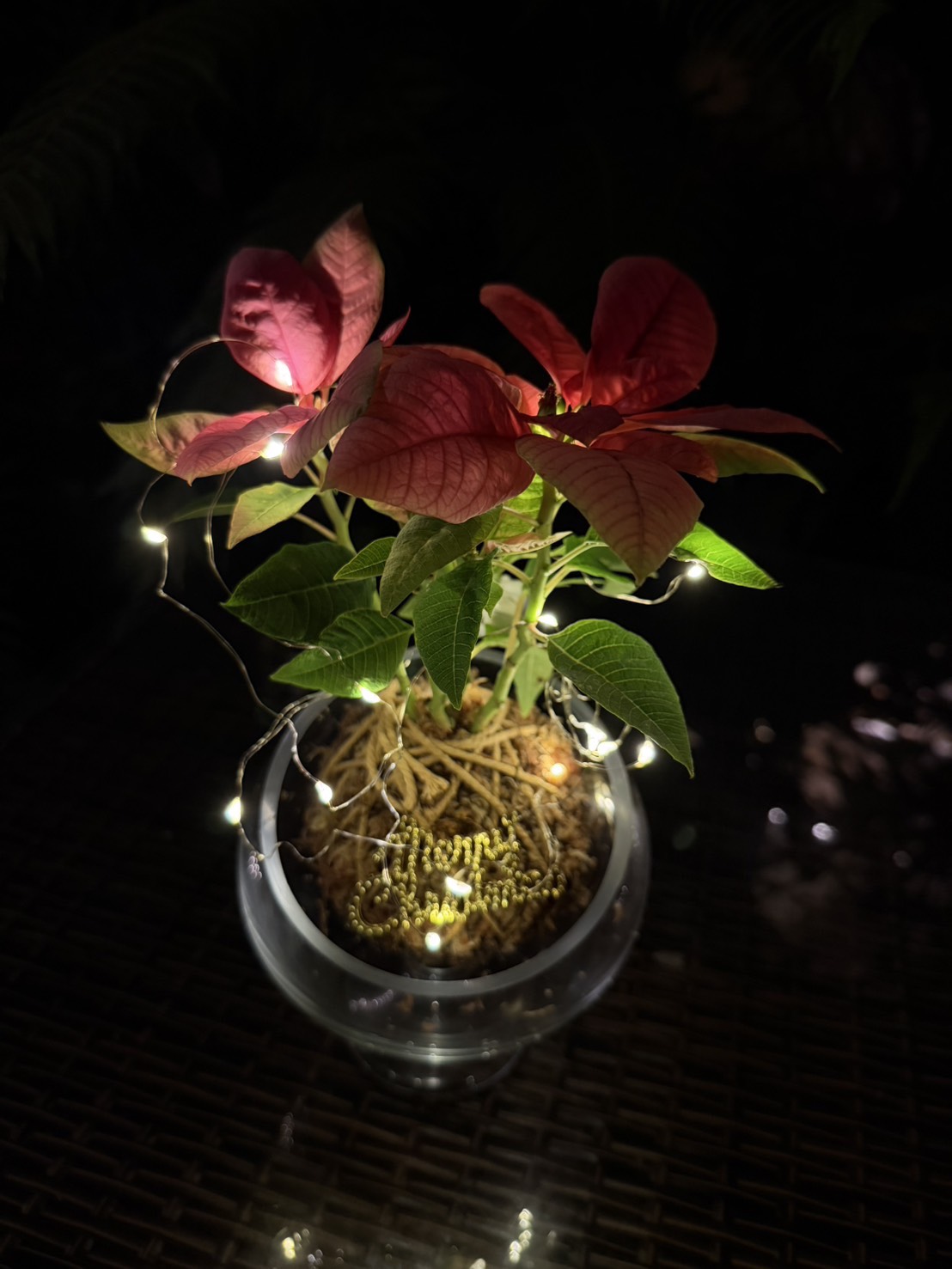 聖誕水苔球DIY 每日9:00~16:00 自己動手做~