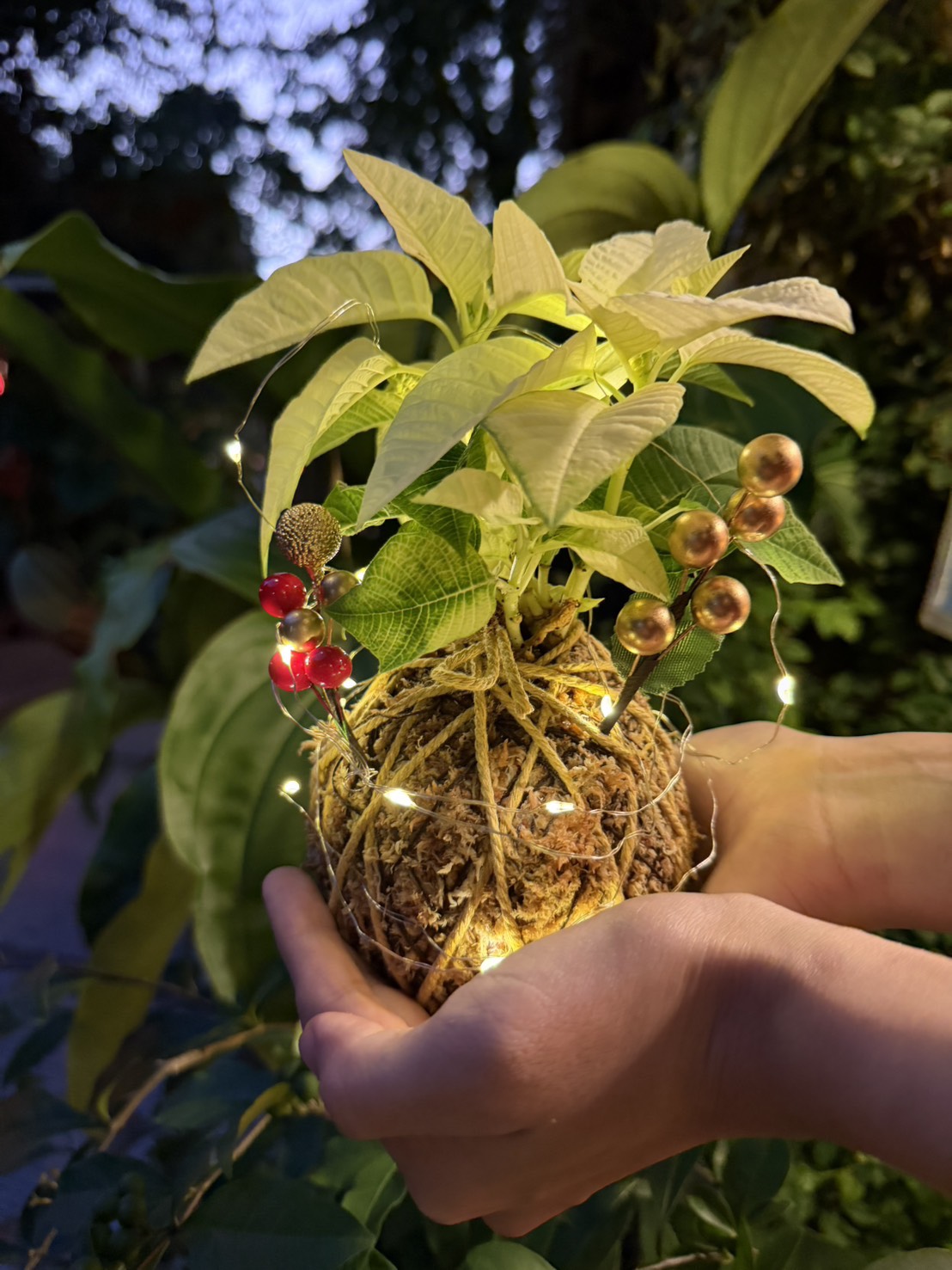 聖誕水苔球DIY 每日9:00~16:00 自己動手做~